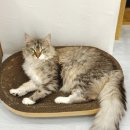 캣플헤븐 이미지