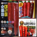 2026년 고추모종 외 모종 판매해요. 이미지