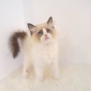 제이제이캣 이미지