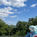 비행기나무 이미지