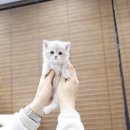 미니펫 이미지