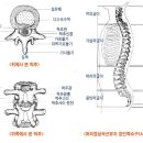 척추의 구조, 기능 및 관련 병증 이미지