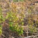 나무뜨락 이미지