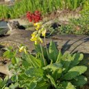 베리스앵초 이미지