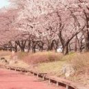 벚꽃나무