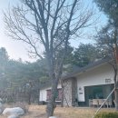 스위트펫 이미지