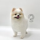 미용할개 이미지