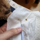 연희동물의료원 이미지