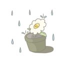 골드로즈마리