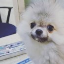 살랑살랑 펫미용 이미지