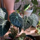 클라리네 이미지