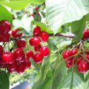 경주 체리 이미지