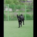 루카스독트레이닝 | [김포 호텔/가격/후기] 루카스독트레이닝 애견호텔유치원훈련 김포 루카스독, 전문 트레이너가 상주하는 곳