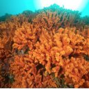 산호환경 이미지