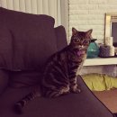 고양이는외계인 이미지