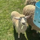 어룡목장 이미지