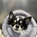 오산동물병원 | 오산동물병원 에서 슬개골 탈구 치료한 후기