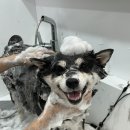 뽀송뽀송강아지미용실 이미지