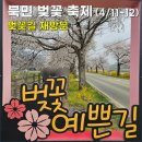용암3길 | 천안 북면 벚꽃길 재방문 | 벚꽃 축제 기간 후기 &amp; 주차 정보