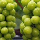 정호 농장 이미지