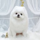 셀럽몽 이미지