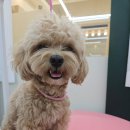 도그드살롱 이미지