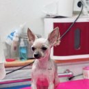 짱구네 동물병원 이미지