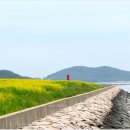 장흥군회진면보건지소 | 장흥 회진항 유채꽃(2025/5/24)