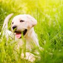 웃는 강아지 이미지