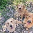 호텔훈트(Hotel Hunde) | [공지] 호텔훈트(HOTEL HUNDE), 반가워요:-)