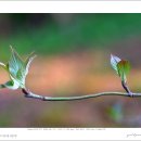 산딸나무(Cornus kousa) vs. 꽃산딸나무(Cornus florida) 이미지