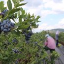 효심 농장 이미지