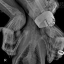 중곡동물병원 이미지