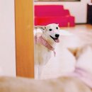 행복한개 이미지