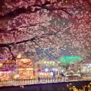 유성온천 벚꽃 데이트 🌸 이미지