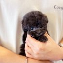 해피애견타운강아지분양서울본점 말티푸 미니비숑프리제 포메 이미지