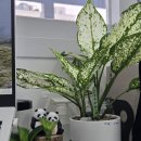 평화 행정사사무소 이미지