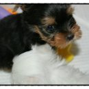 소미애견 농장 이미지