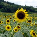 정읍 해바라기 축제 이미지