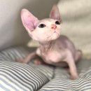 라온캣 대구고양이분양 낭만펫 강아지분양 대구점 이미지