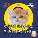 경기도 수원시 팔달구 효원로219번길 46-4 (인계동) | 인계동고양이분양 ㅣ수원에서 만나는 인생고양이