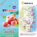 영덕싱싱농원 | 영덕복숭아축제 정보 영덕복숭아장터 경정해수욕장