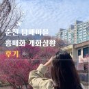 매곡목장 | 순천탐매마을 홍매화 축제 실시간 개화상황 주차 후기