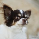 티나리안 이미지