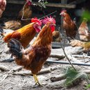 광복축산 이미지