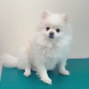 포시즌 동물병원 이미지