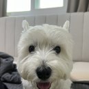 쥬라기동물병원 이미지