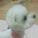 개 키우는 언니 이미지