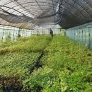 황칠나무집 이미지