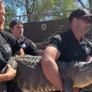 악어상사 이미지